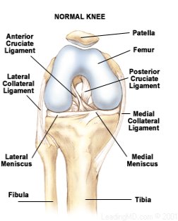 Normal Knee