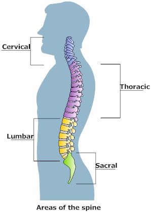 Image result for spinal areas