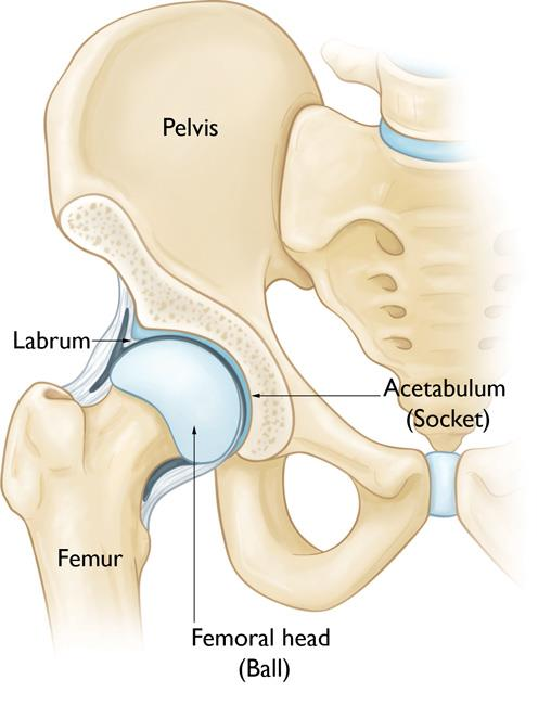 Orthopedic Hip Surgery and Replacement - The Steadman Clinic